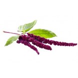 Amaranth